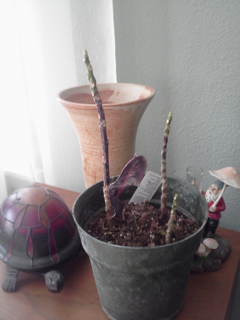 Killer Education How to Revive a Dried Plant I Kill Plants