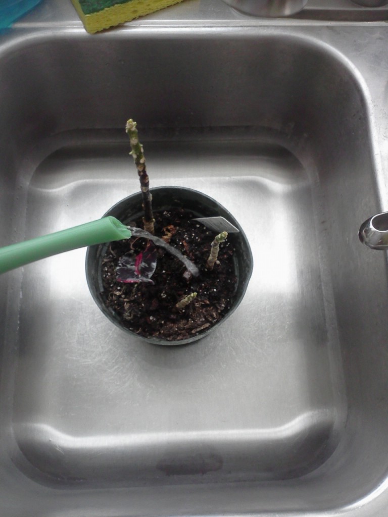 Killer Education How to Revive a Dried Plant I Kill Plants