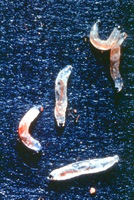 Fungus Gnat Larvae*